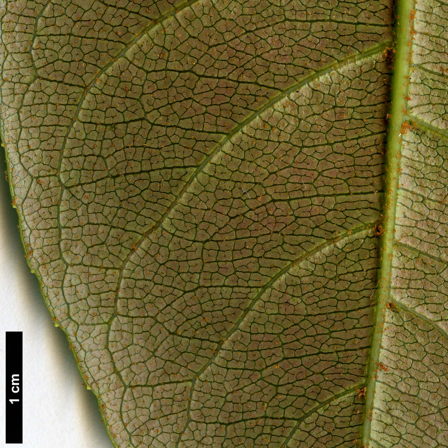 High resolution image: Family: Hydrangeaceae - Genus: Hydrangea - Taxon: peruviana × H.serratifolia High resolution image: Family: Hydrangeaceae - Genus: Hydrangea - Taxon: peruviana × H.serratifolia